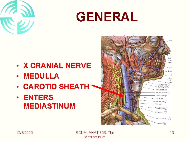 GENERAL • • X CRANIAL NERVE MEDULLA CAROTID SHEATH ENTERS MEDIASTINUM 12/6/2020 SCNM, ANAT