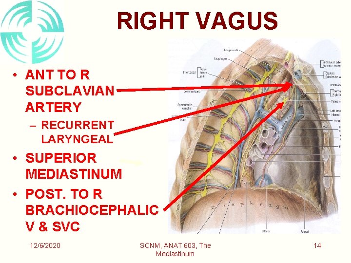 RIGHT VAGUS • ANT TO R SUBCLAVIAN ARTERY – RECURRENT LARYNGEAL • SUPERIOR MEDIASTINUM