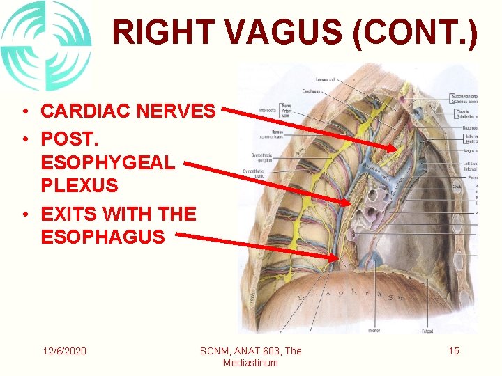 RIGHT VAGUS (CONT. ) • CARDIAC NERVES • POST. ESOPHYGEAL PLEXUS • EXITS WITH