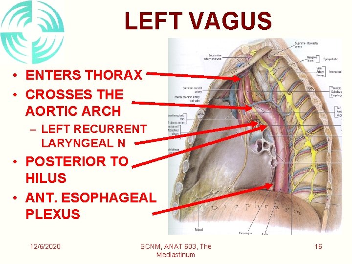 LEFT VAGUS • ENTERS THORAX • CROSSES THE AORTIC ARCH – LEFT RECURRENT LARYNGEAL