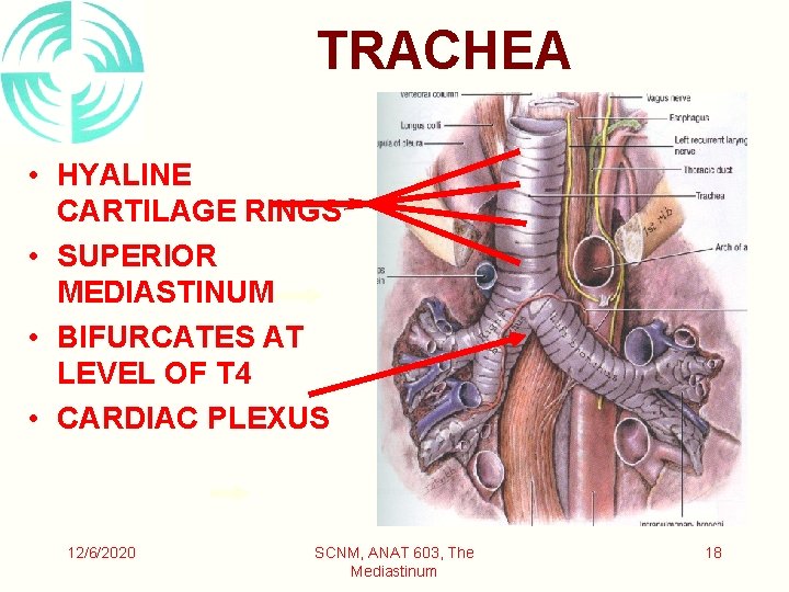 TRACHEA • HYALINE CARTILAGE RINGS • SUPERIOR MEDIASTINUM • BIFURCATES AT LEVEL OF T