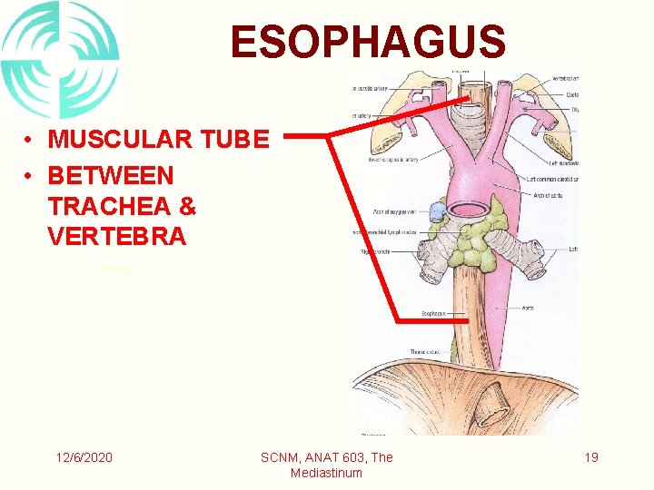 ESOPHAGUS • MUSCULAR TUBE • BETWEEN TRACHEA & VERTEBRA 12/6/2020 SCNM, ANAT 603, The