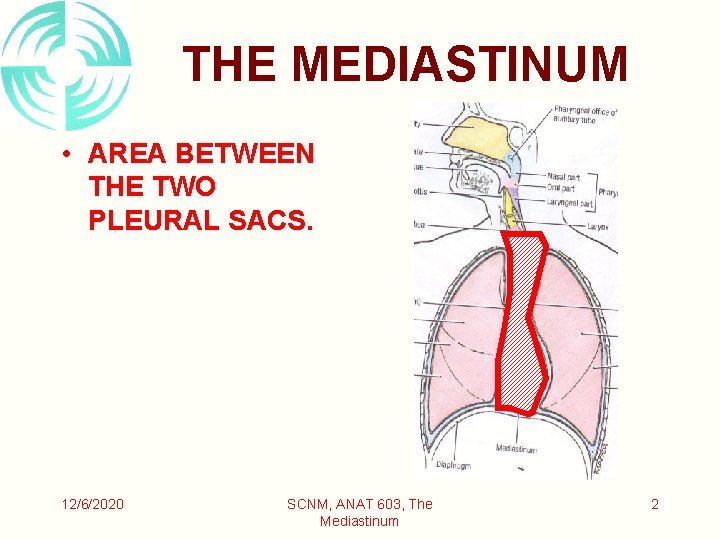 THE MEDIASTINUM • AREA BETWEEN THE TWO PLEURAL SACS. 12/6/2020 SCNM, ANAT 603, The