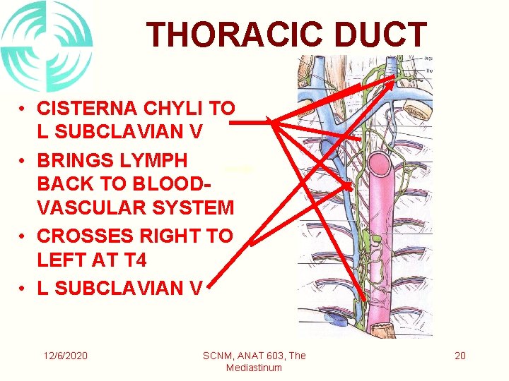 THORACIC DUCT • CISTERNA CHYLI TO L SUBCLAVIAN V • BRINGS LYMPH BACK TO