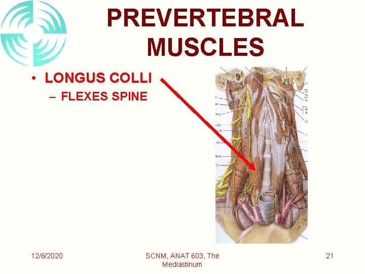 PREVERTEBRAL MUSCLES • LONGUS COLLI – FLEXES SPINE 12/6/2020 SCNM, ANAT 603, The Mediastinum