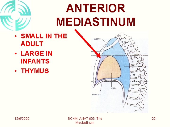 ANTERIOR MEDIASTINUM • SMALL IN THE ADULT • LARGE IN INFANTS • THYMUS 12/6/2020