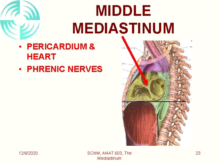 MIDDLE MEDIASTINUM • PERICARDIUM & HEART • PHRENIC NERVES 12/6/2020 SCNM, ANAT 603, The