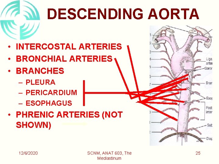 DESCENDING AORTA • INTERCOSTAL ARTERIES • BRONCHIAL ARTERIES • BRANCHES – PLEURA – PERICARDIUM