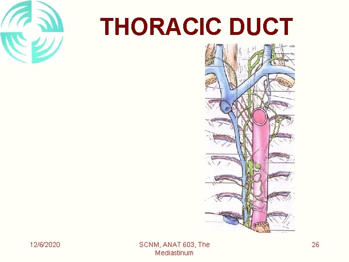 THORACIC DUCT 12/6/2020 SCNM, ANAT 603, The Mediastinum 26 