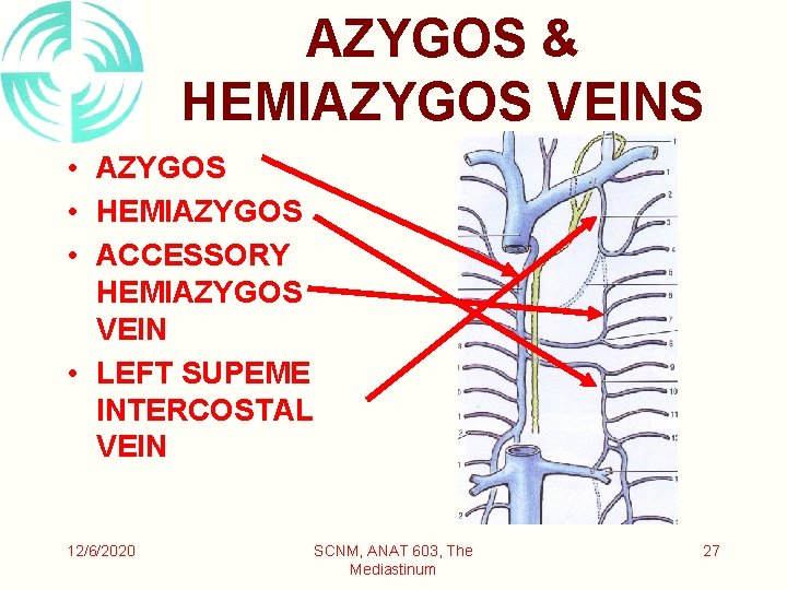 AZYGOS & HEMIAZYGOS VEINS • AZYGOS • HEMIAZYGOS • ACCESSORY HEMIAZYGOS VEIN • LEFT