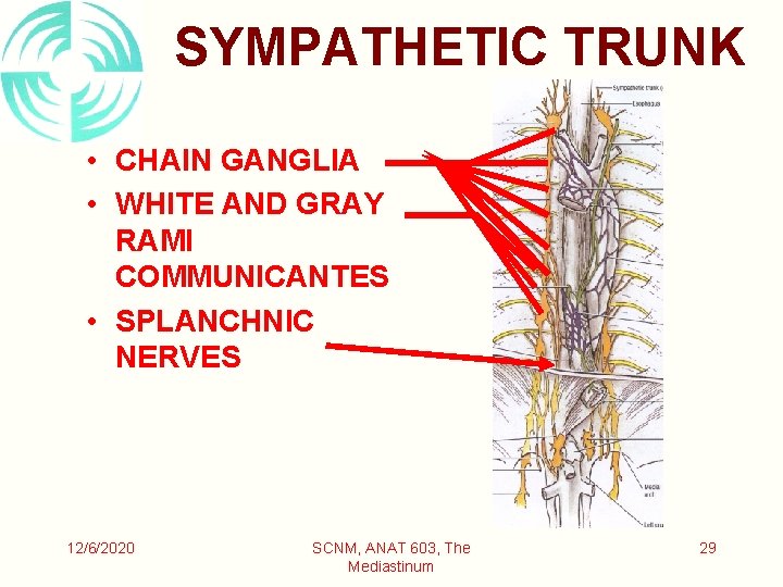 SYMPATHETIC TRUNK • CHAIN GANGLIA • WHITE AND GRAY RAMI COMMUNICANTES • SPLANCHNIC NERVES