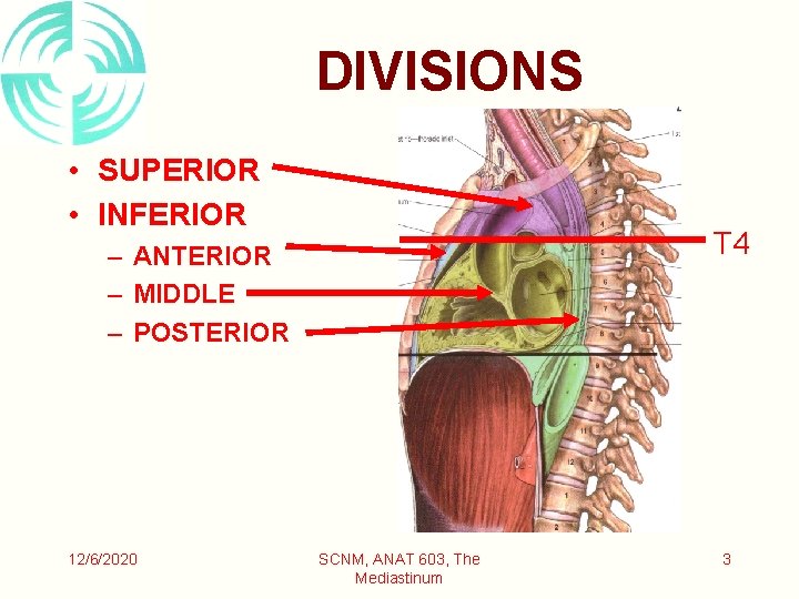 DIVISIONS • SUPERIOR • INFERIOR T 4 – ANTERIOR – MIDDLE – POSTERIOR 12/6/2020