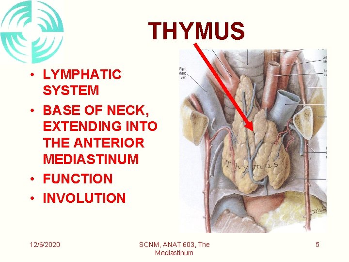 THYMUS • LYMPHATIC SYSTEM • BASE OF NECK, EXTENDING INTO THE ANTERIOR MEDIASTINUM •