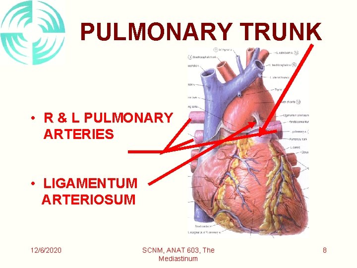 PULMONARY TRUNK • R & L PULMONARY ARTERIES • LIGAMENTUM ARTERIOSUM 12/6/2020 SCNM, ANAT