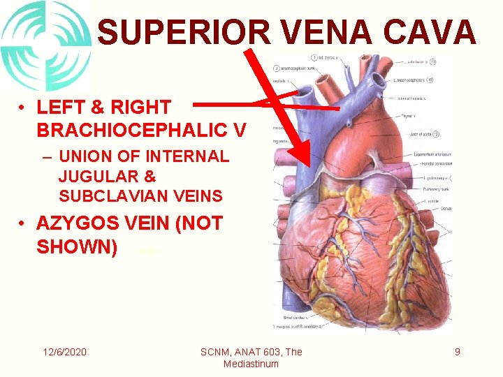 SUPERIOR VENA CAVA • LEFT & RIGHT BRACHIOCEPHALIC V – UNION OF INTERNAL JUGULAR