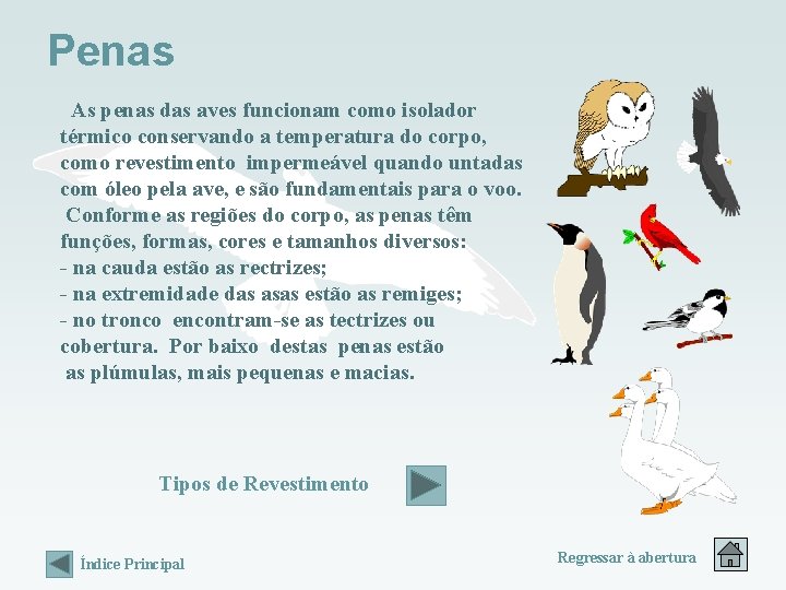 Penas As penas das aves funcionam como isolador térmico conservando a temperatura do corpo, Penas As penas das aves funcionam como isolador térmico conservando a temperatura do corpo,