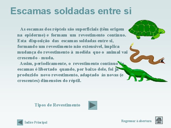 Escamas soldadas entre si As escamas dos répteis são superficiais (têm origem na epiderme) Escamas soldadas entre si As escamas dos répteis são superficiais (têm origem na epiderme)