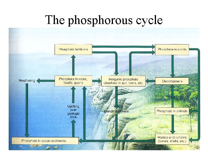 The phosphorous cycle 