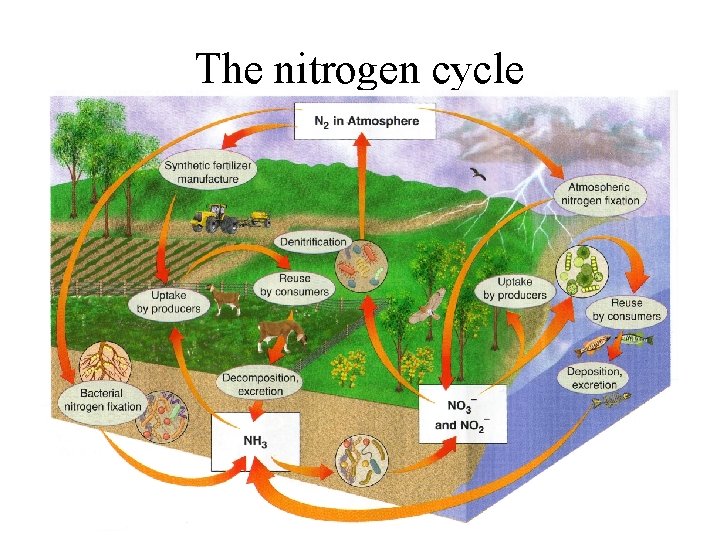 The nitrogen cycle 