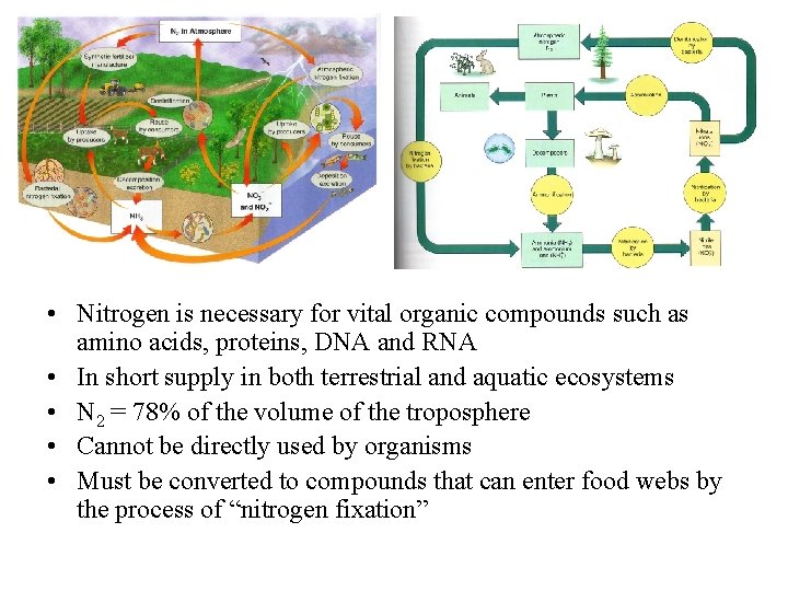  • Nitrogen is necessary for vital organic compounds such as amino acids, proteins,