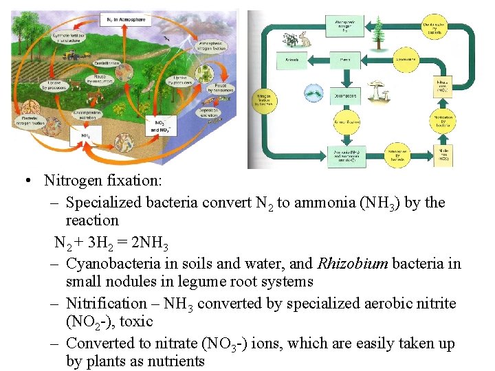  • Nitrogen fixation: – Specialized bacteria convert N 2 to ammonia (NH 3)