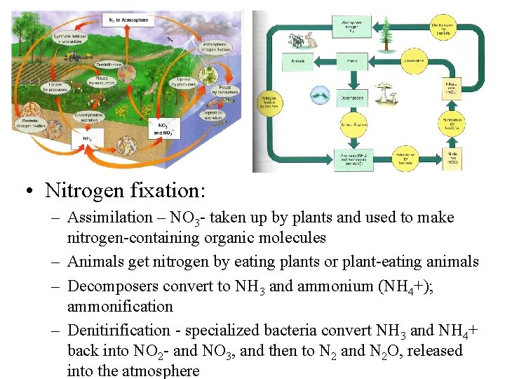  • Nitrogen fixation: – Assimilation – NO 3 - taken up by plants
