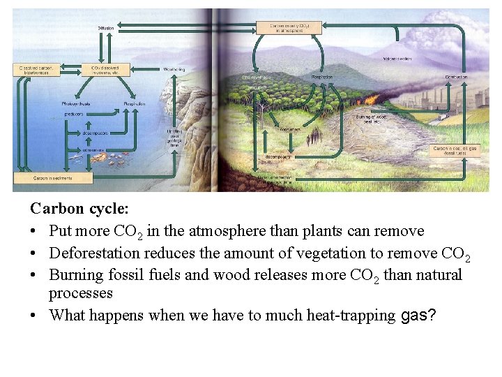 Carbon cycle: • Put more CO 2 in the atmosphere than plants can remove