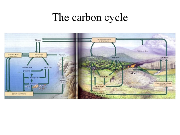 The carbon cycle 