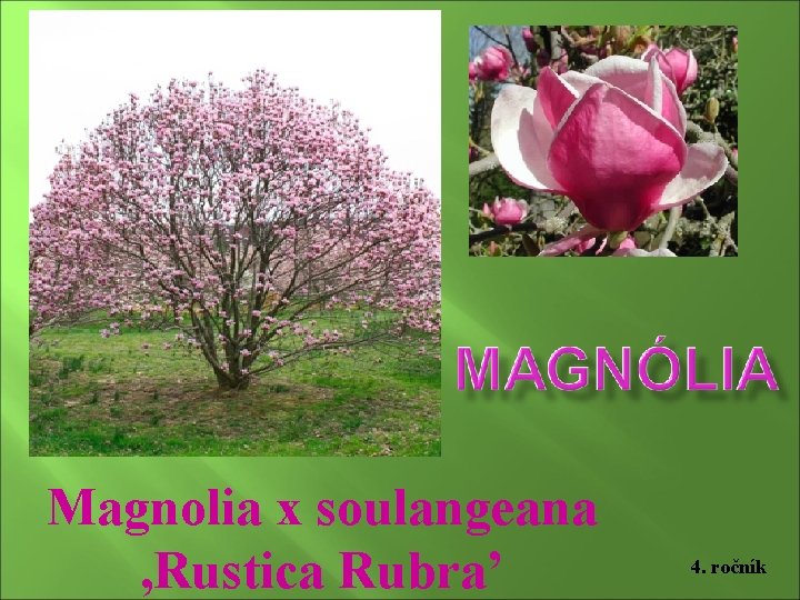 Magnolia x soulangeana , Rustica Rubra’ 4. ročník 