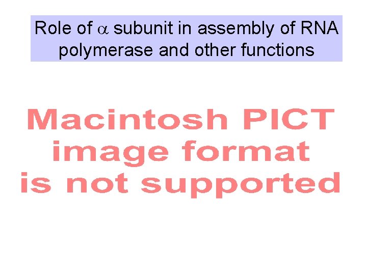 Role of a subunit in assembly of RNA polymerase and other functions 