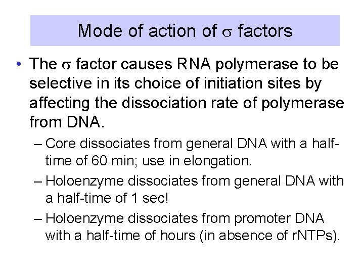 Mode of action of s factors • The s factor causes RNA polymerase to