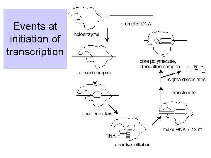 Events at initiation of transcription 
