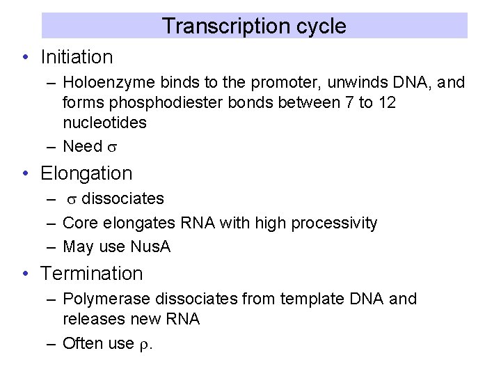 Transcription cycle • Initiation – Holoenzyme binds to the promoter, unwinds DNA, and forms
