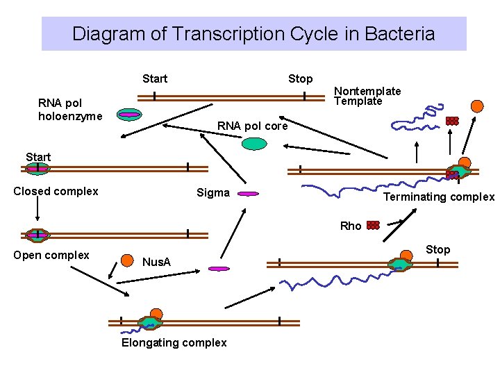 Diagram of Transcription Cycle in Bacteria Start Stop Nontemplate Template RNA pol holoenzyme RNA