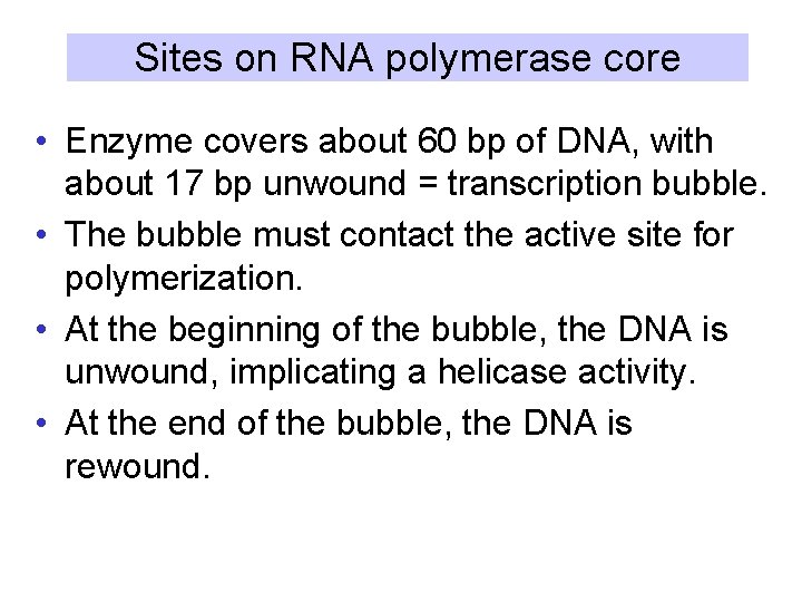 Sites on RNA polymerase core • Enzyme covers about 60 bp of DNA, with
