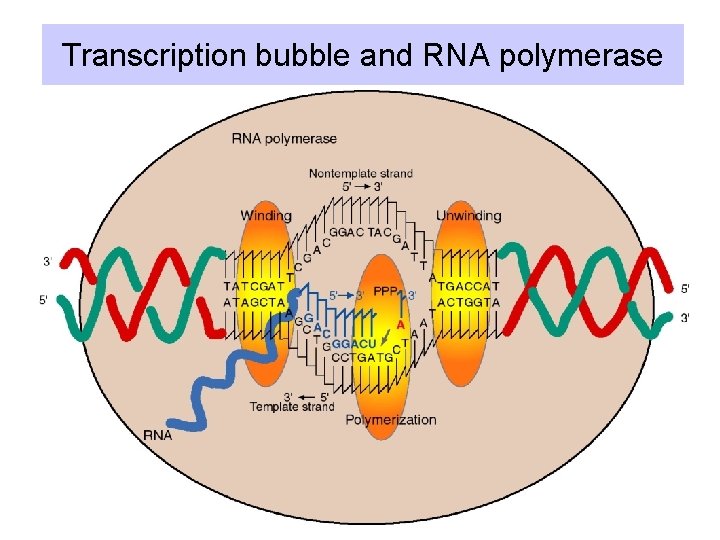 Transcription bubble and RNA polymerase 