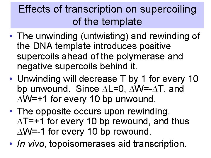 Effects of transcription on supercoiling of the template • The unwinding (untwisting) and rewinding