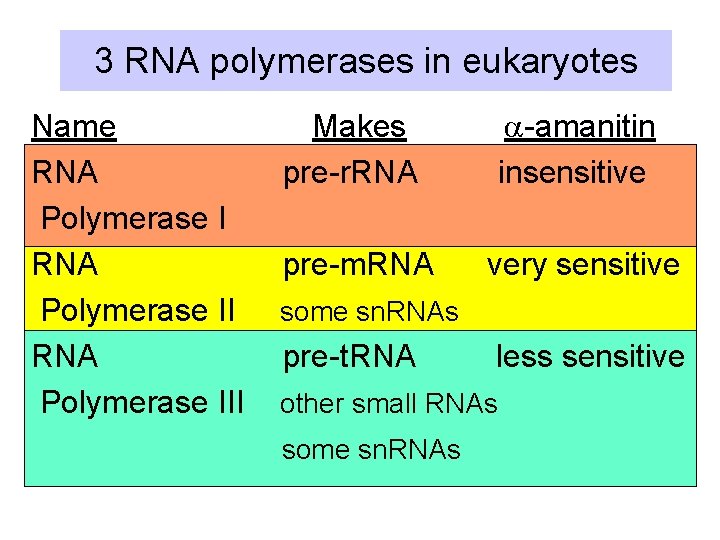 3 RNA polymerases in eukaryotes Name RNA Polymerase III Makes pre-r. RNA a-amanitin insensitive