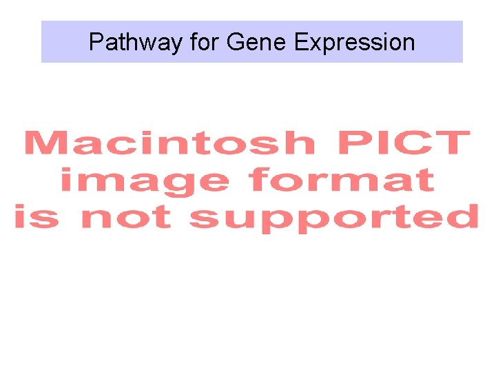 Pathway for Gene Expression 