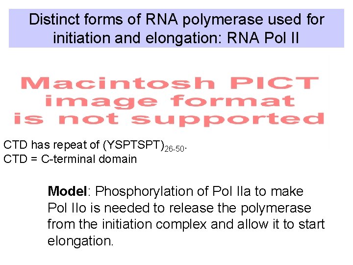 Distinct forms of RNA polymerase used for initiation and elongation: RNA Pol II CTD