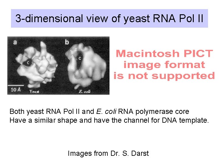 3 -dimensional view of yeast RNA Pol II Core Holoenzyme Both yeast RNA Pol