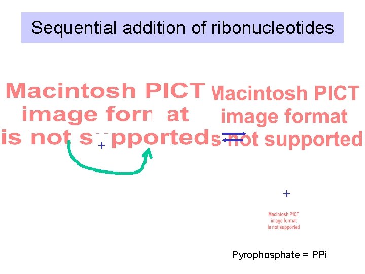 Sequential addition of ribonucleotides + + Pyrophosphate = PPi 