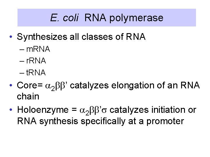 E. coli RNA polymerase • Synthesizes all classes of RNA – m. RNA –