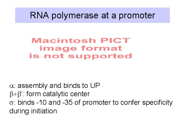 RNA polymerase at a promoter a: assembly and binds to UP b+b’: form catalytic