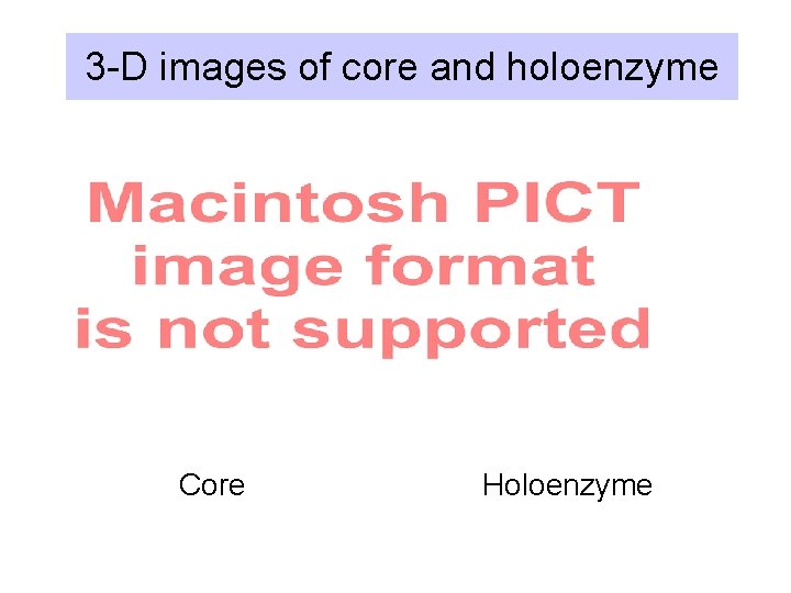 3 -D images of core and holoenzyme Core Holoenzyme 