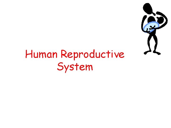 Human Reproductive System 