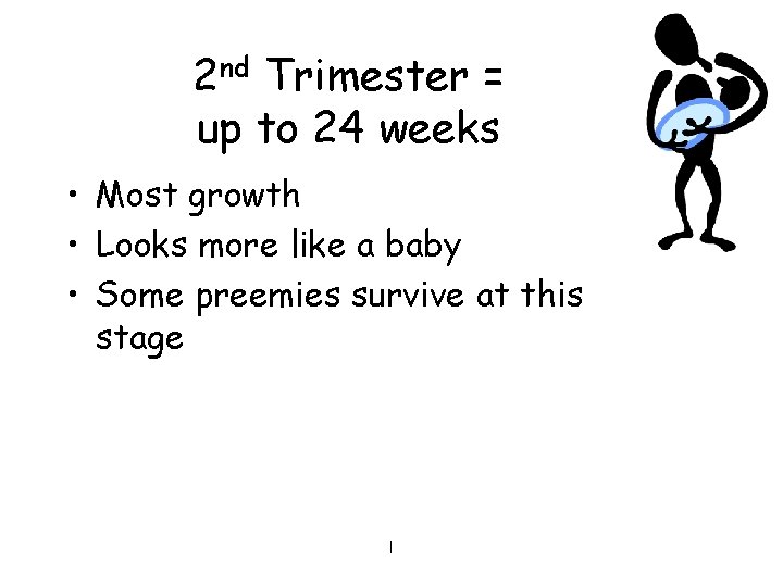 2 nd Trimester = up to 24 weeks • Most growth • Looks more