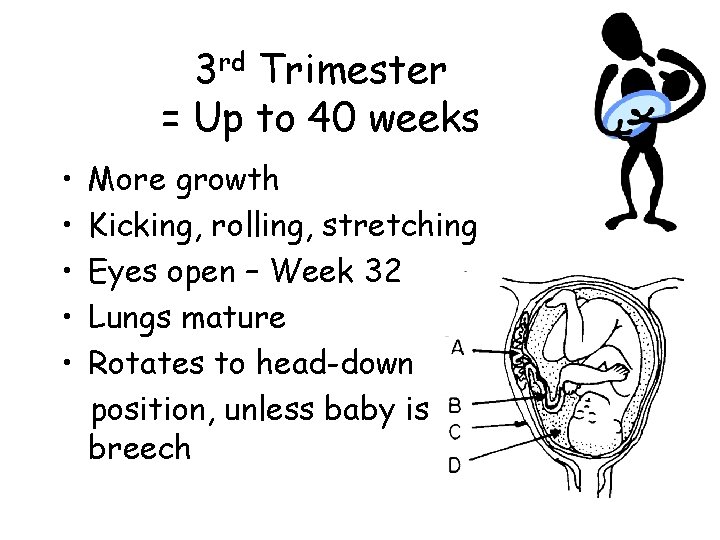 3 rd Trimester = Up to 40 weeks • • • More growth Kicking,