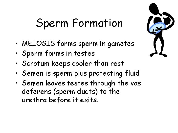 Sperm Formation • • • MEIOSIS forms sperm in gametes Sperm forms in testes
