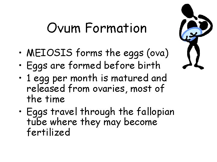 Ovum Formation • MEIOSIS forms the eggs (ova) • Eggs are formed before birth